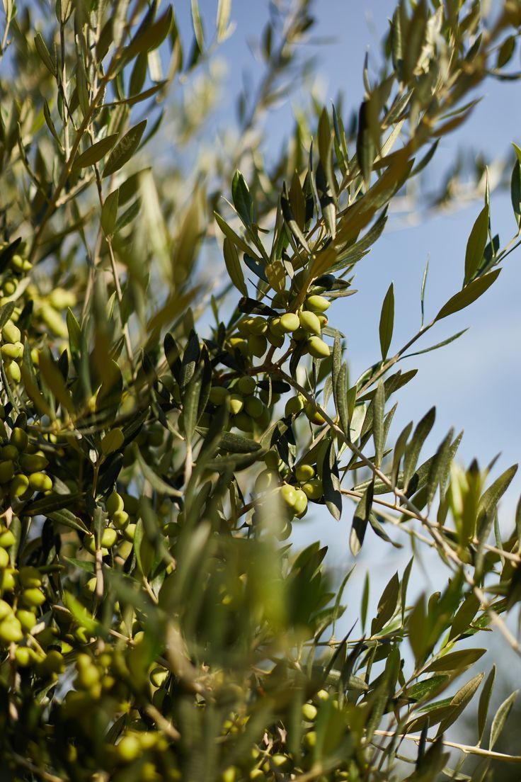 Приказката, наречена Idea Toscana